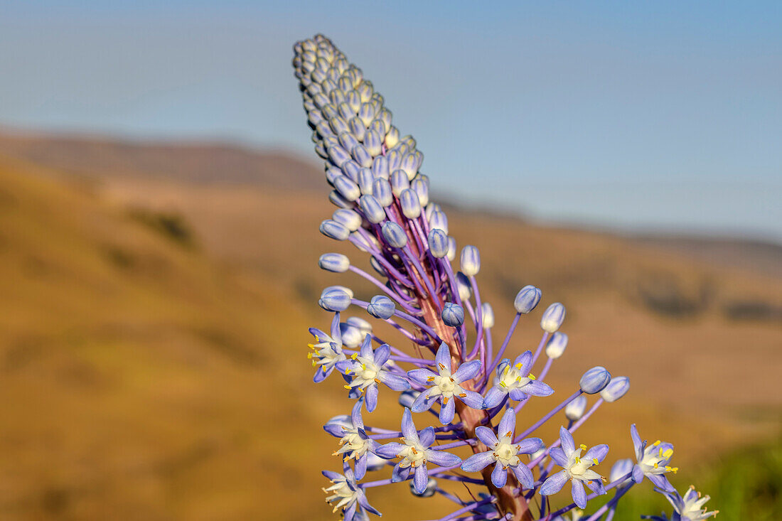 Lila blühende Blume, Watsonia, Lotheni, Drakensberge, Kwa Zulu Natal, Maloti-Drakensberg, Südafrika