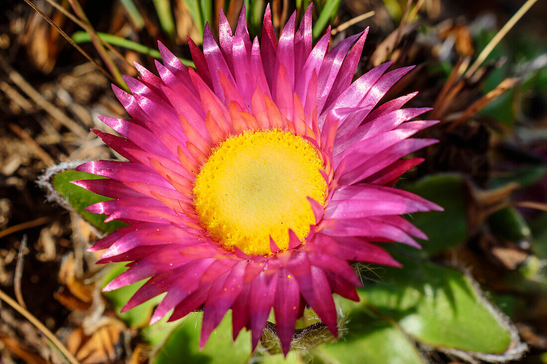Pink helichrysum in bloom, Valley View, Lotheni, Drakensberg Mountains, Kwa Zulu Natal, Maloti-Drakensberg World Heritage Site, South Africa