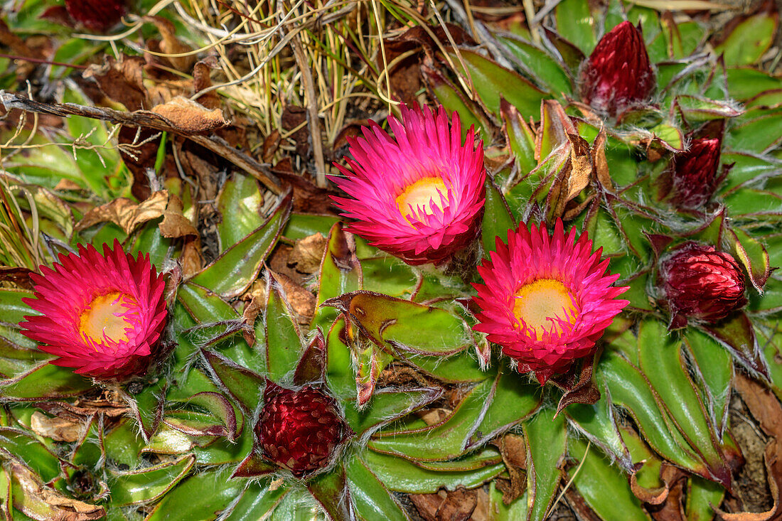 Pink helichrysum in bloom, Langalibalele Ridge, Giant's Castle, Drakensberg Mountains, Kwa Zulu Natal, Maloti-Drakensberg World Heritage Site, South Africa