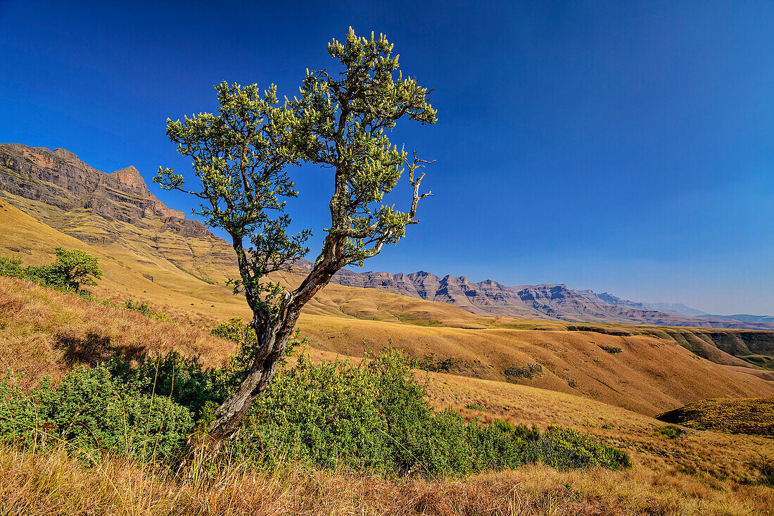 Einzelner Baum mit Drakensberge im Hintergrund, vom Contour-Path, Giant's Castle, Drakensberge, Kwa Zulu Natal,  Maloti-Drakensberg, Südafrika