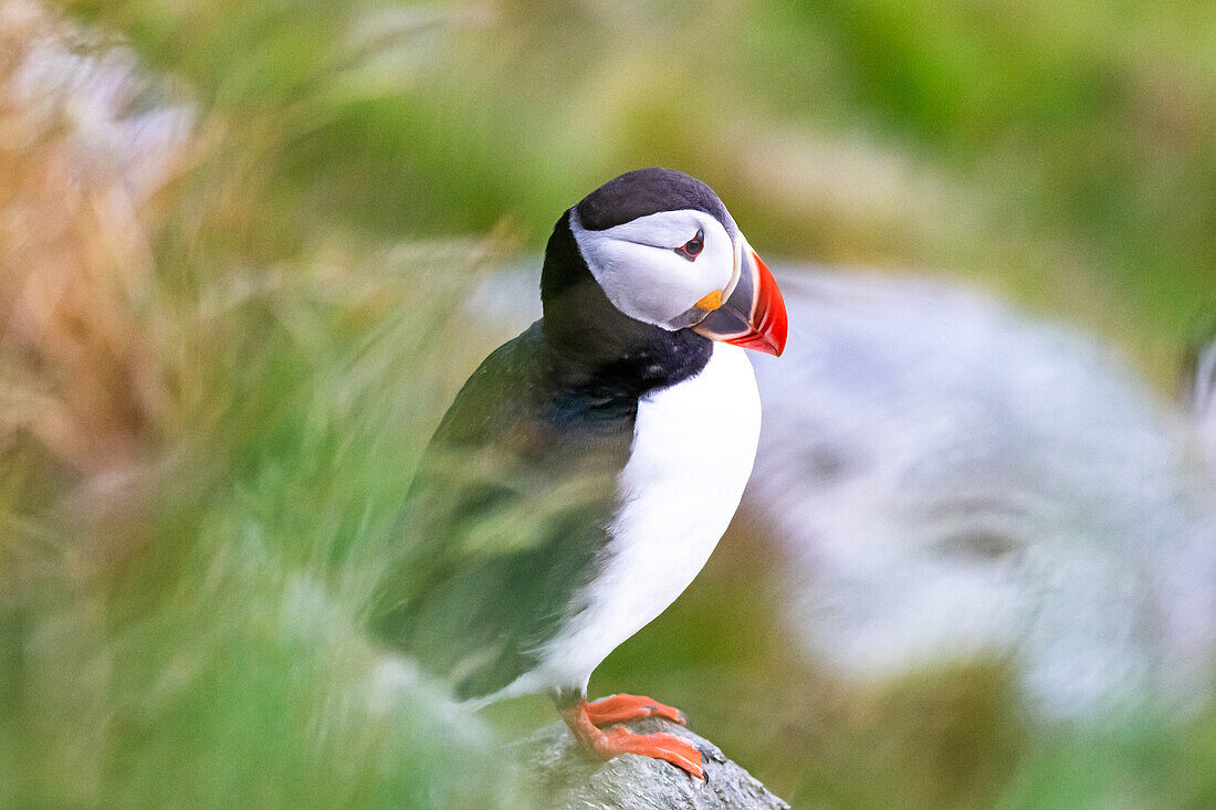 Porträt Papageientaucher sitzend auf einem Felsen, Puffin (Fratercula arctica), Vogelinsel 'Runde', Atlantik, Provinz Moere og Romsdal, Vestlandet, Norwegen