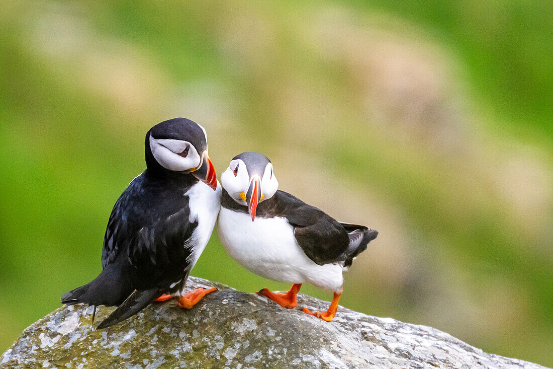 2 Papageientaucher auf einem Felsen, Puffin (Fratercula arctica), Vogelinsel 'Runde', Atlantik, Provinz Moere og Romsdal, Vestlandet, Norwegen