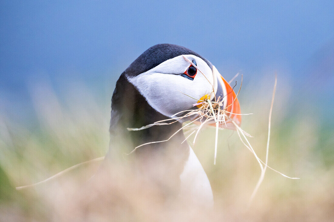 Portrait of Puffin with nesting material, Puffin, Fratercula arctica, Runde bird island, Atlantic Ocean, Moere and Romsdal, Norway