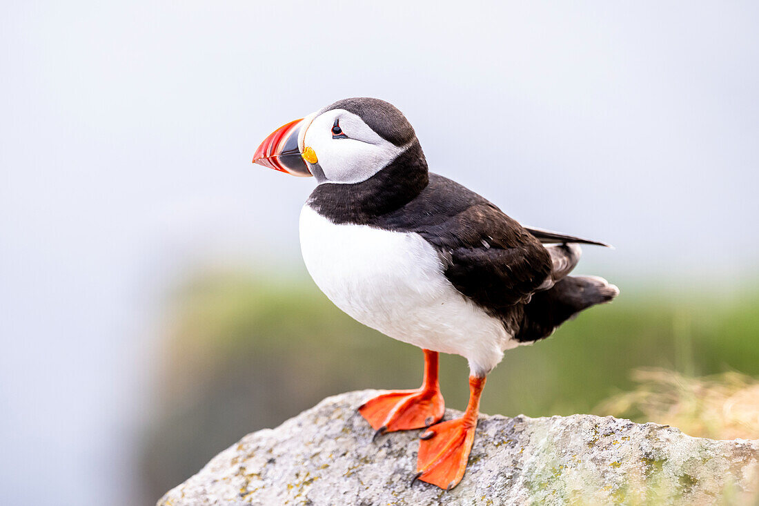 Porträt eines Papageientauchers, Puffin (Fratercula arctica), Vogelinsel 'Runde', Atlantik, Provinz Moere og Romsdal, Vestlandet, Norwegen