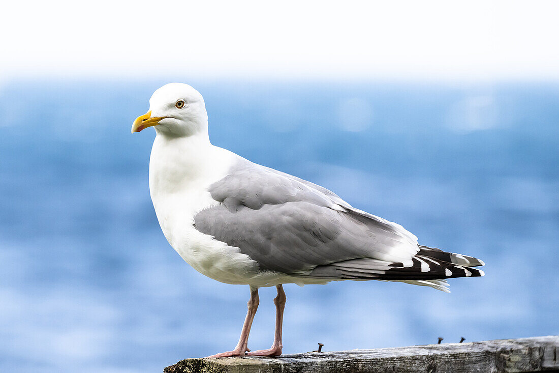 Porträt einer Möwe vor dem blauen Meer, Atlantik, Norwegen