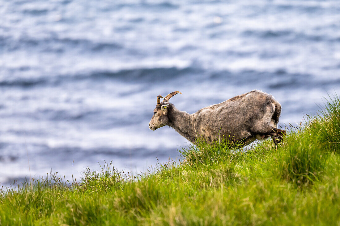 Schaf auf der Vogelinsel 'Runde', Atlantik, Provinz Moere og Romsdal, Vestlandet, Norwegen