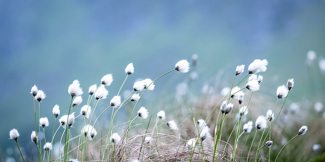 Wollgras (Eriophorum) im Moor auf einer Hochebene, Norwegen