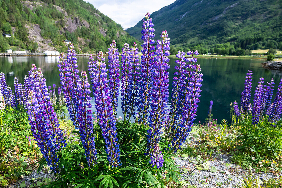 Lupinenblüten im Geirangerfjord, Moere og Romsdal, Vestlandet, Norwegen