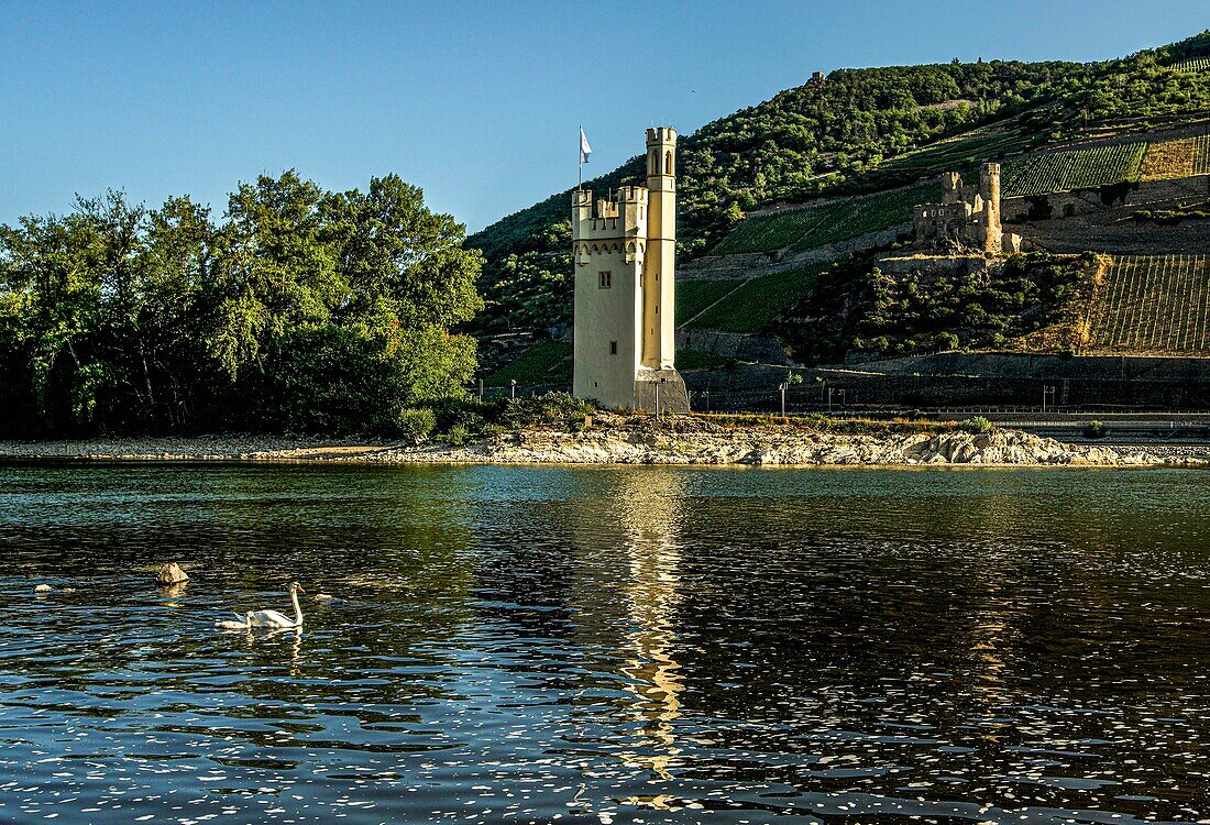 Mouse Tower in Bingen with a swan on the Rhine in the morning light, in the background the ruins of Ehrenfels Castle, Upper Middle Rhine Valley, Rhineland-Palatinate and Hesse, Germany