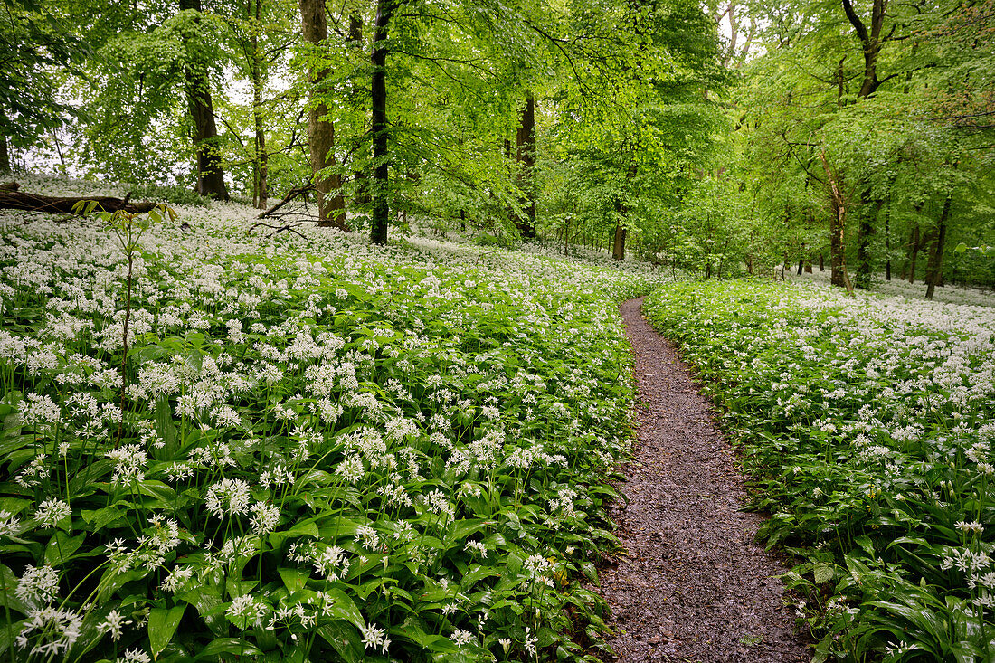 Bärlauch Blüte im Waldgebiet "Böfinger Halde", Ulm, Schwäbische Alb, Baden-Württemberg, Deutschland, Europa