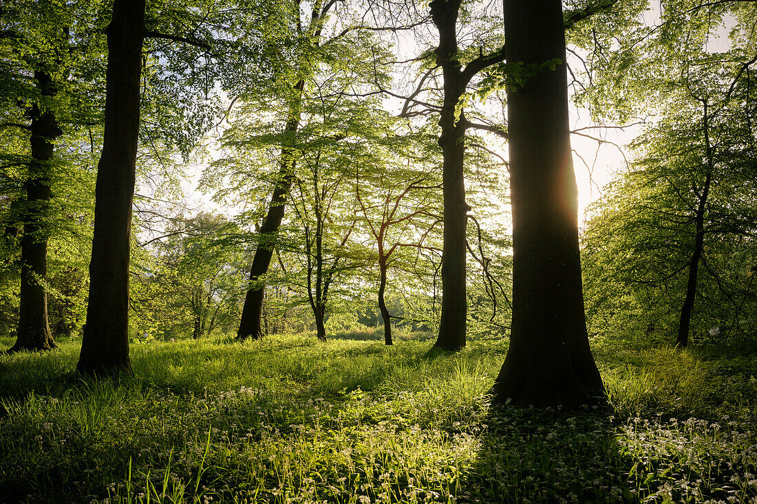 Prächtige Buchen in den Glacis Park Anlagen, Neu-Ulm, Bayern, Deutschland, Europa