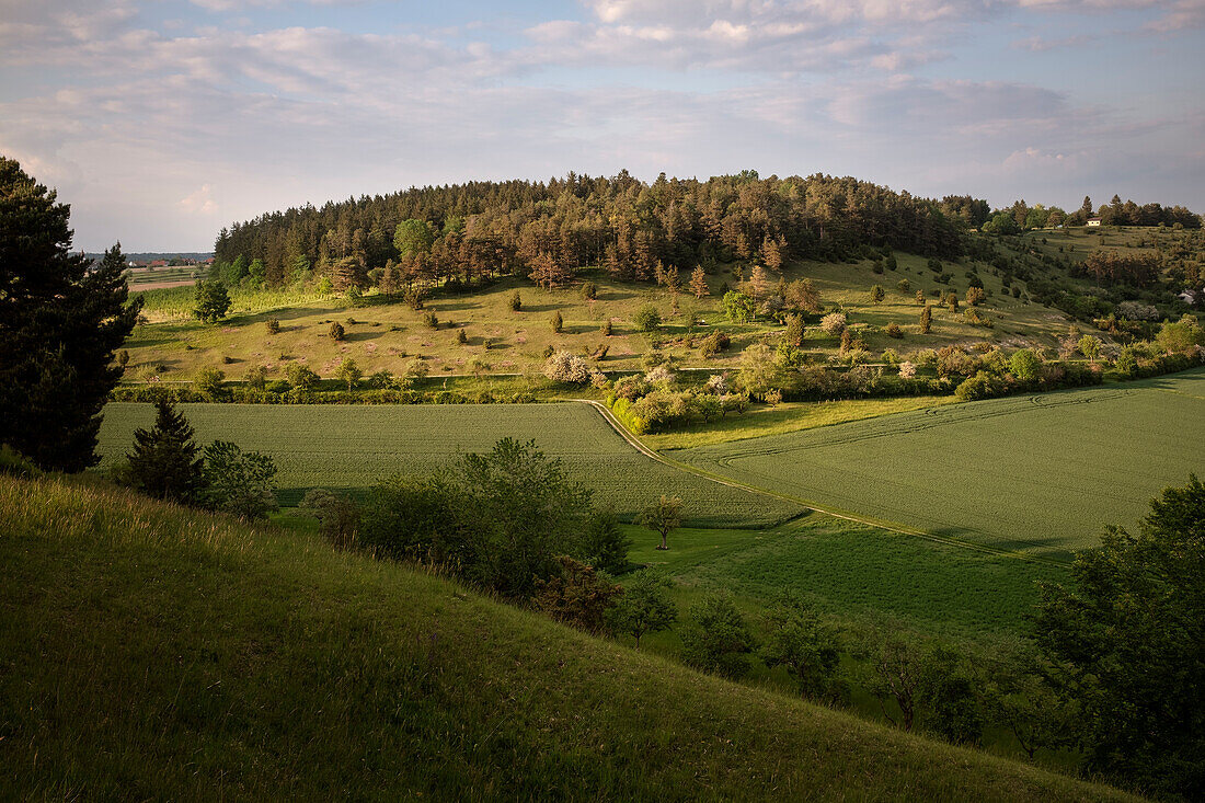 Juniper heath landscape at the Ofenloch near Hörvelsingen, Langenau, Alb-Donau-Kreis, Swabian Jura, Baden-Wuerttemberg, Germany, Europe