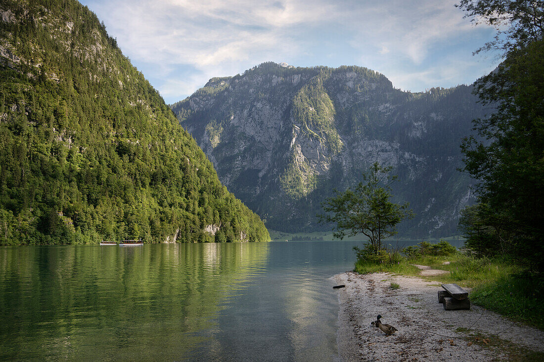 on the shore of Koenigssee, Schönau am Koenigssee, Berchtesgaden National Park, Bavaria, Germany, Europe