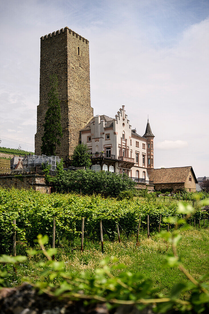 Blick auf Boosenburg mit der Villa der Weinkellerei Carl Jung, Rüdesheim am Rhein, Rheingau-Taunus-Kreis, Hessen, Deutschland, Europa