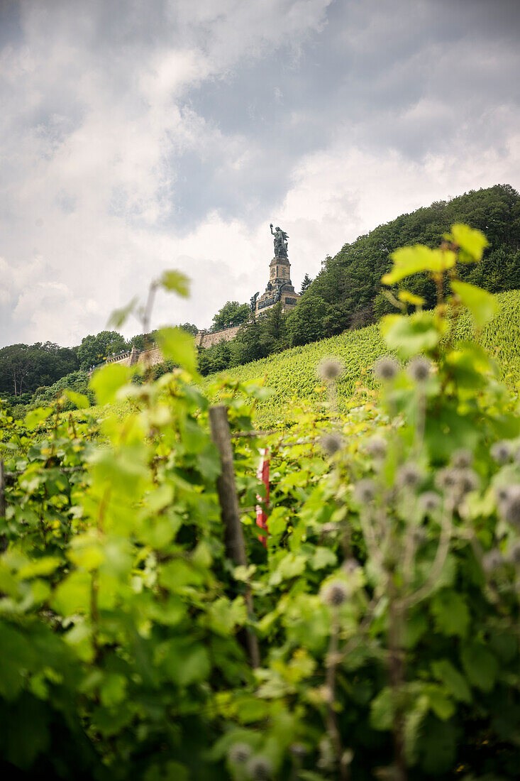 Blick zum Niederwalddenkmal, Rüdesheim am Rhein, Rheingau-Taunus-Kreis, Hessen, Deutschland, Europa