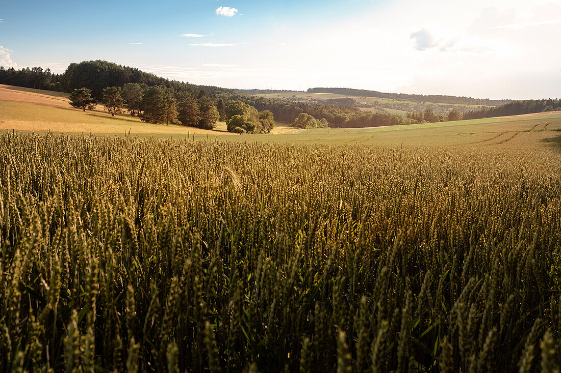 Reife Getreidefelder im Tosertal bei Blaustein, Alb-Donau-Kreis, Schwäbische Alb, Baden-Württemberg, Deutschland, Europa