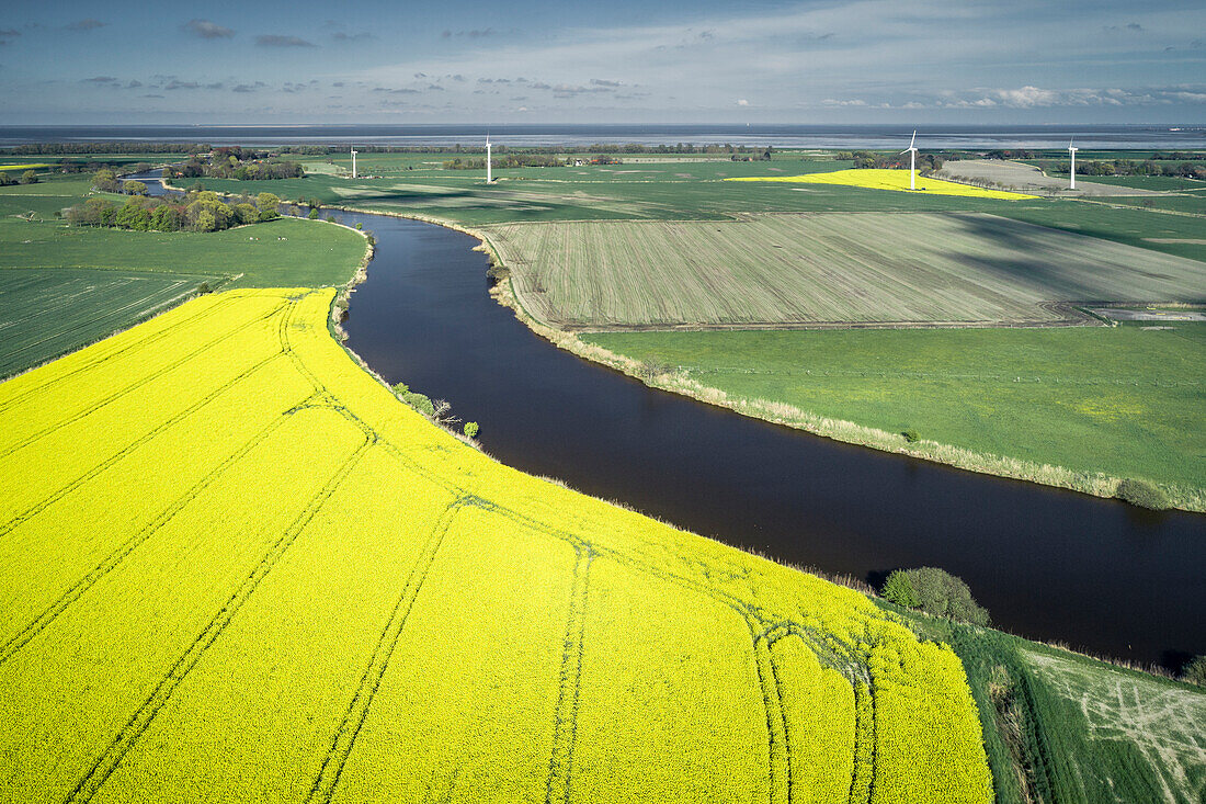 Rape fields at the Crildumer Tief, Crildumersiel, Wangerland, Friesland, Lower Saxony, Germany, Europe