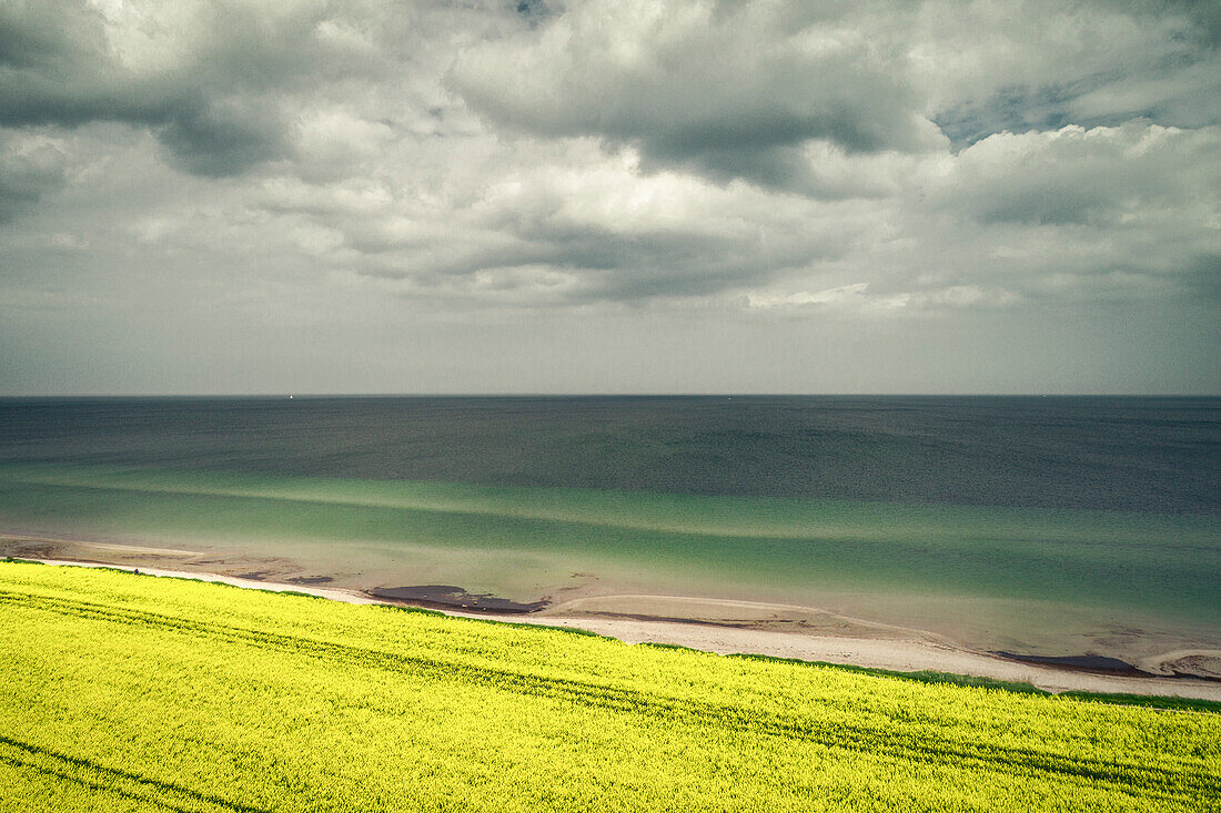 Rape field near Kronsgaard, Baltic Sea, Schleswig-Holstein, Germany, Europe