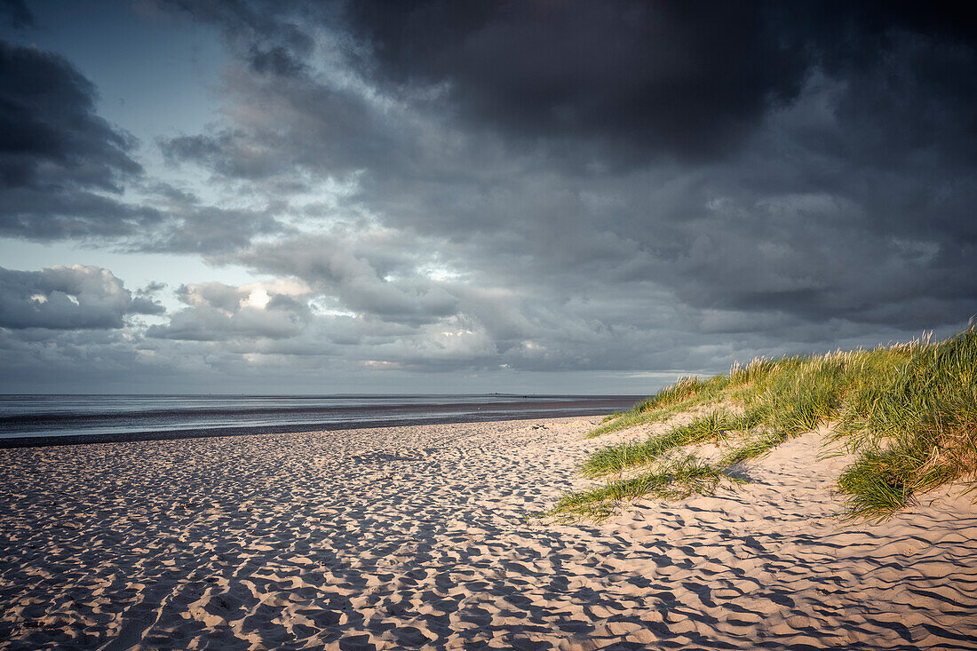 Sand dune at the Wadden Sea in the evening light, Schillig, Wangerland, Friesland, Lower Saxony, Germany, Europe