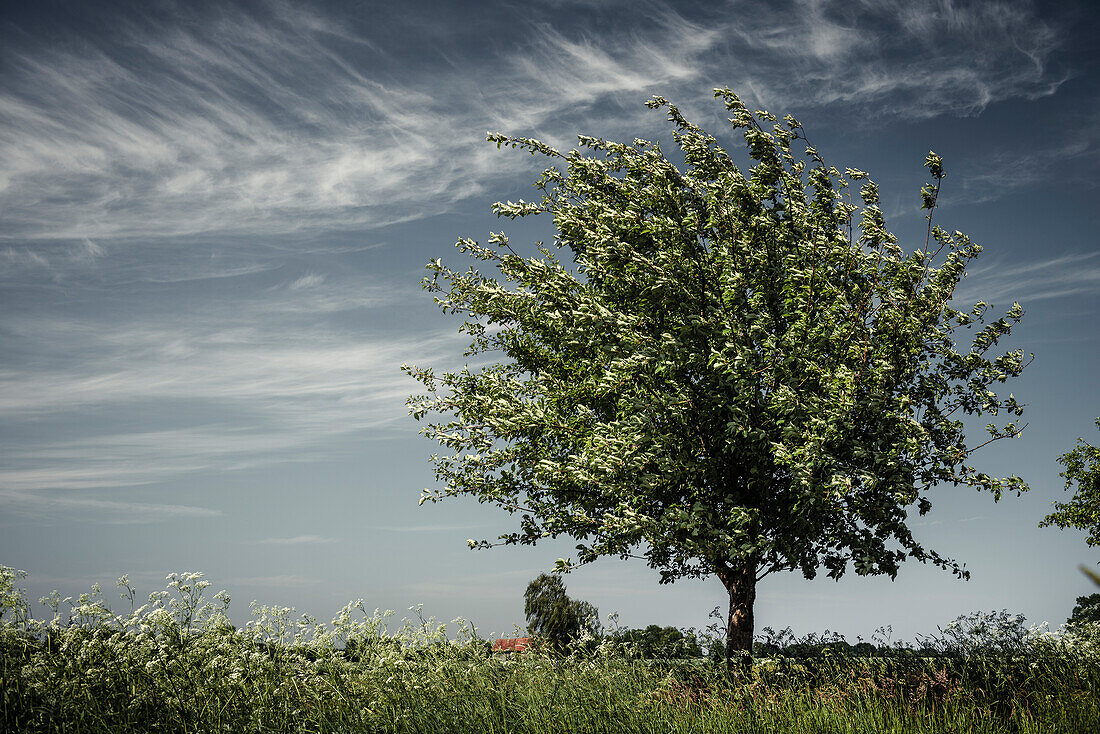Einzelner Obstbaum auf einem Feld unter blauem Himmel, Wildeshauser Geest, Niedersachsen, Deutschland, Europa