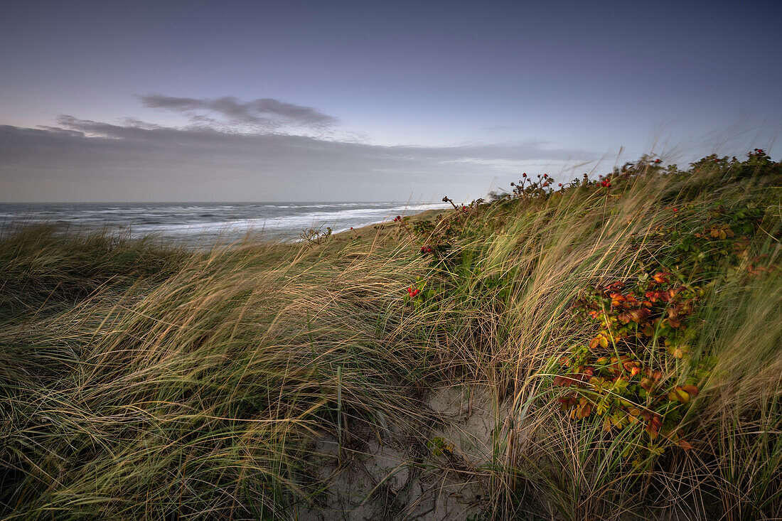 Rantum beach in the evening light, Sylt, North Friesland, Schleswig-Holstein, Germany, Europe