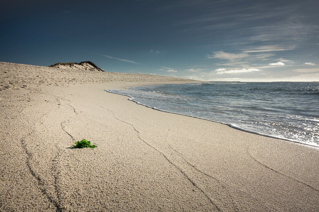 Hoernum beach in the morning light, the "Hoernumer Odde", Sylt, North Friesland, Schleswig-Holstein, Germany, Europe