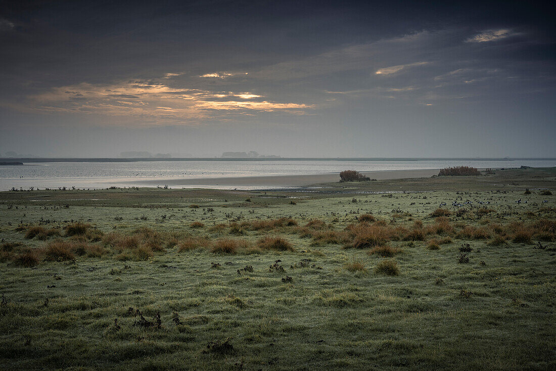 The Hauke-Haien-Koog near Schluettsiel, Ockholm, North Friesland, Schleswig-Holstein, Germany, Europe