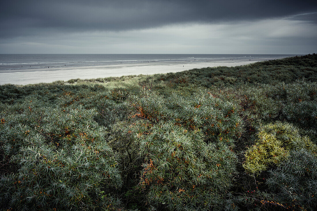 Sea buckthorn bushes on the beach of Juist, East Frisian Islands, Lower Saxony, Germany, Europe