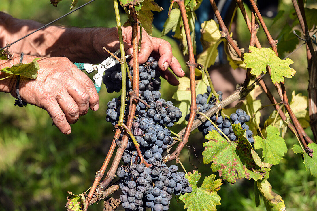 Gattinara, Piemont, Italien: Nebbiolo-Weinjahrgang des berühmten Weinguts Travaglini, Italien