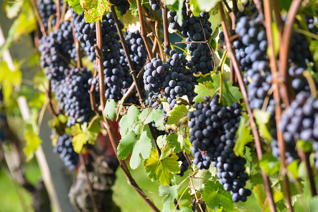 Gattinara, Piemont, Italien: Nebbiolo-Weinjahrgang des berühmten Weinguts Travaglini, Italien