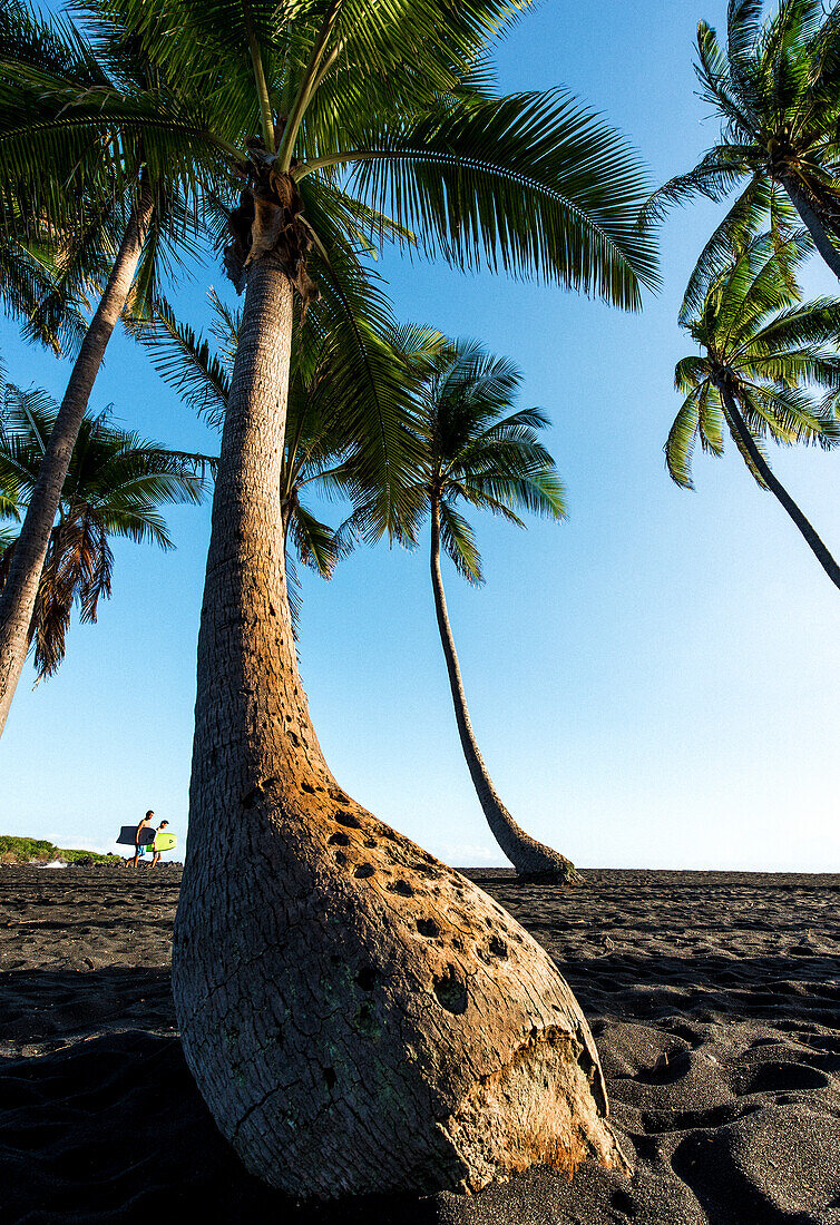 „Palmenporträt mit zwei Surfertypen“, Black Sand Beach, Punalu'u Beach, Big Island von Hawaii, USA