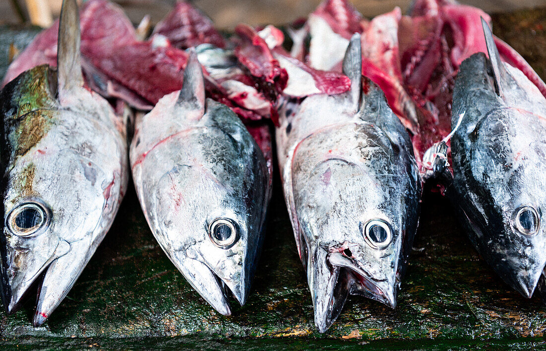 „Ausgenommen“, Bonito und Gelbflossenthun, vier ausgenommene Fische