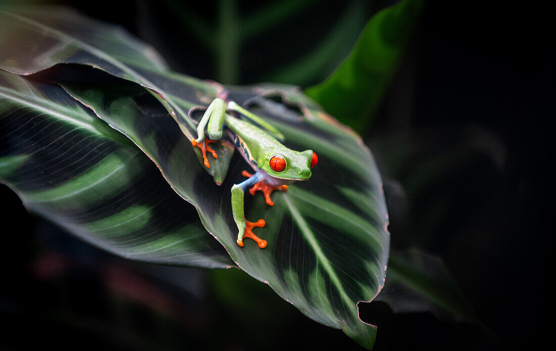 „Red Hot Frogs Eyes“, Rotaugenlaubfrosch, Agalychnis callidryas, Costa Rica