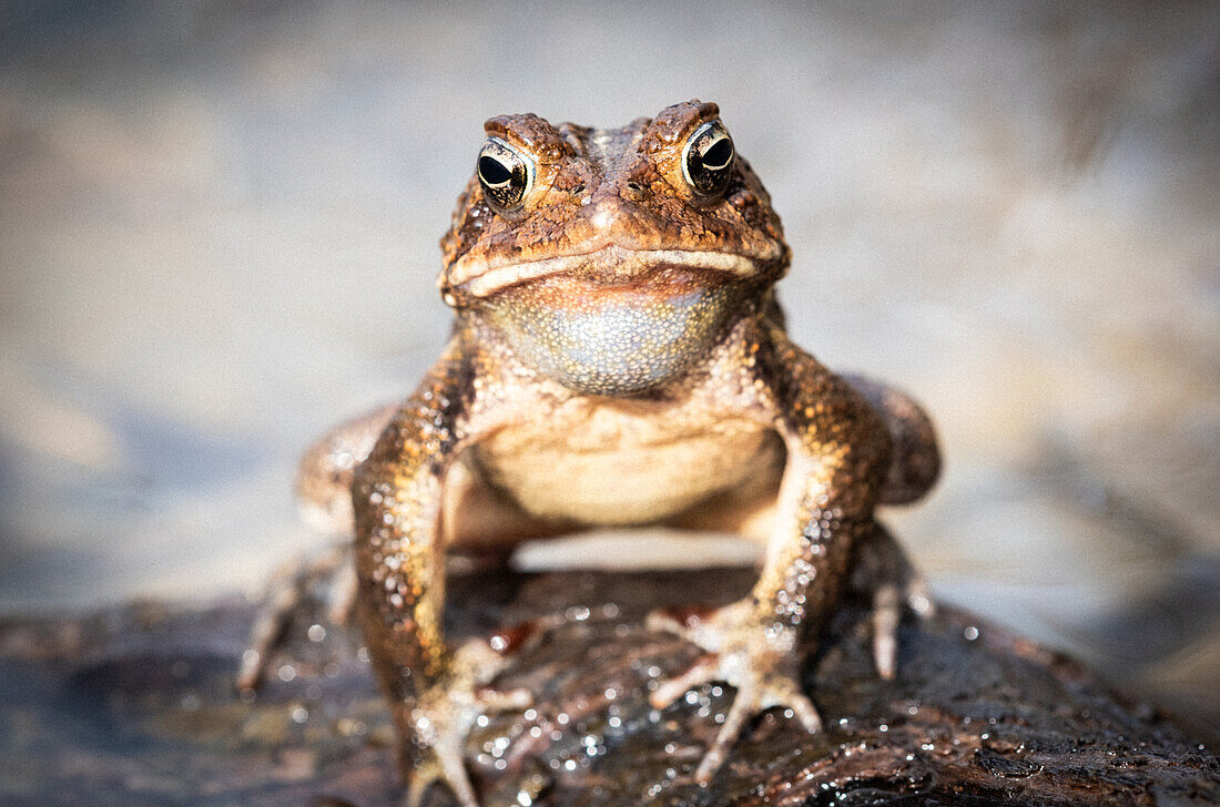 „Ribbit...Ribbit“ amerikanische Kröte, weibliche Kröte, Tennessee, USA