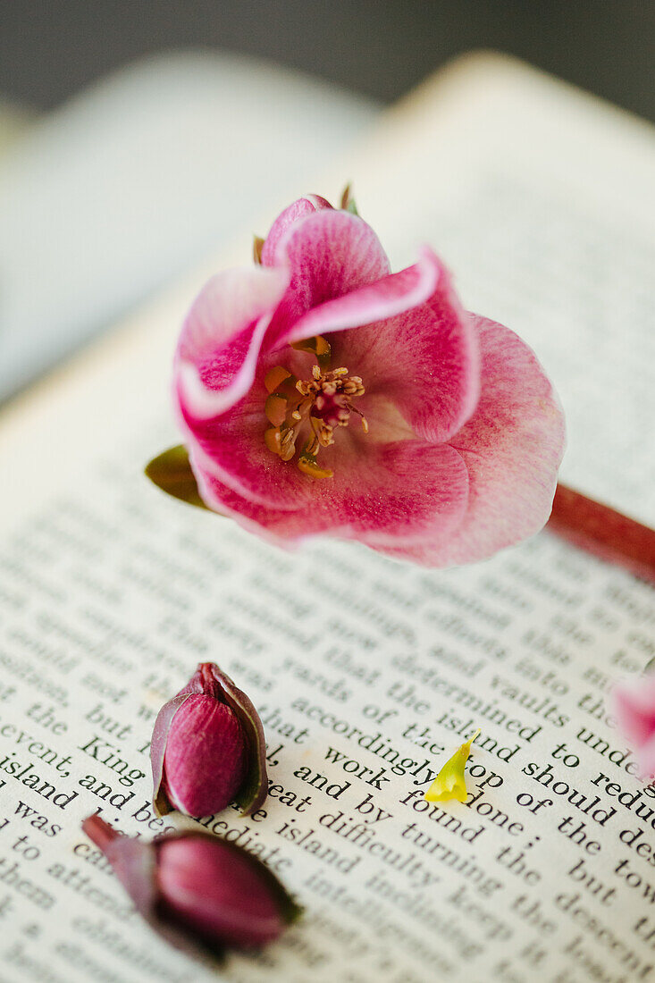 Gouda, The Netherlands, flatlay, flower buds and pink flower