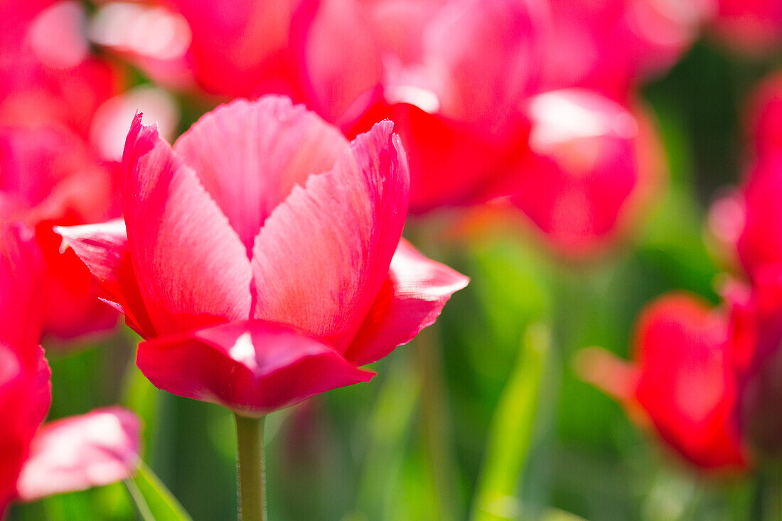 Noordwijk, Niederlande, Tulpen, rot im Sonnenlicht