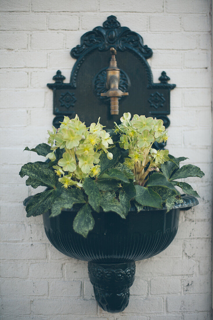 The Hague, The Netherlands, A beautiful detailed basin filled with flowers