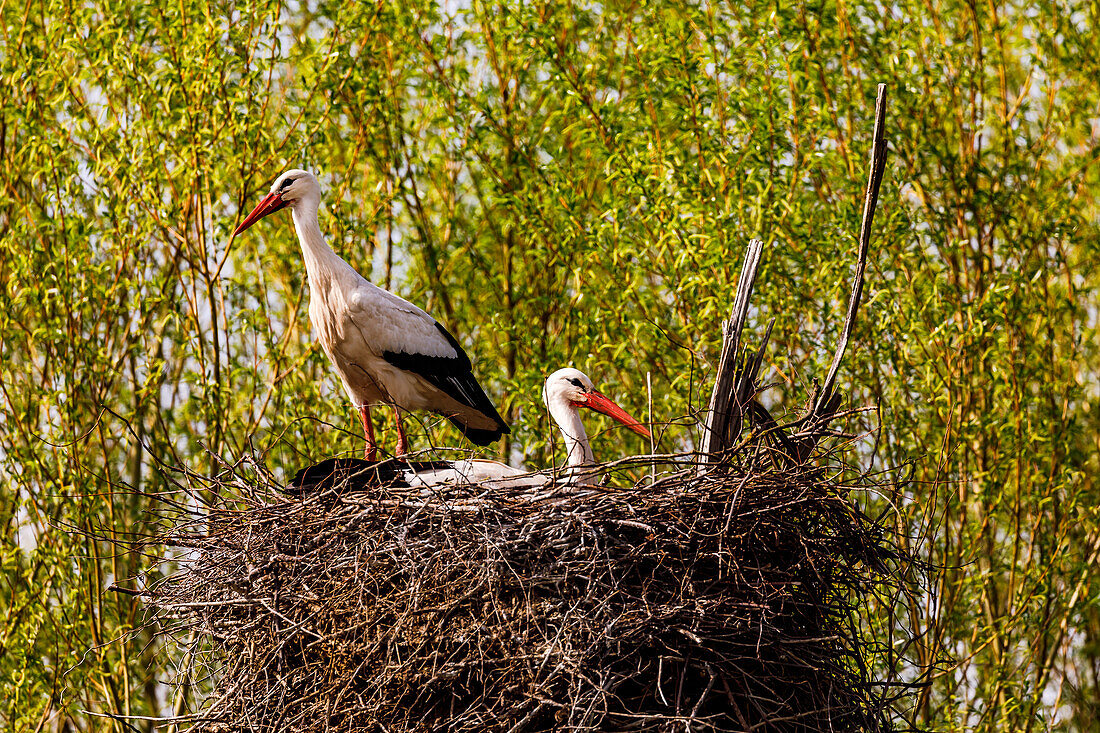 Ein Paar Störche passt in ihrem neuen Nest auf die neue Brut auf