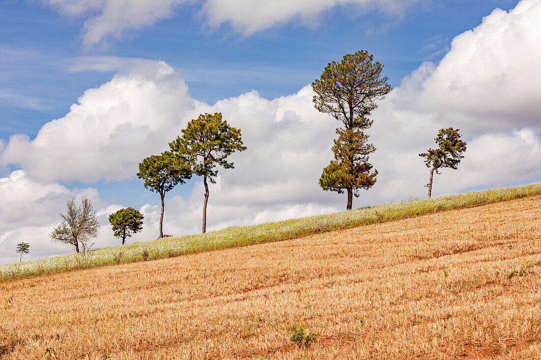 Individual trees on the horizon in front of prominent clouds in front of a grain field in Burmese Myanmar