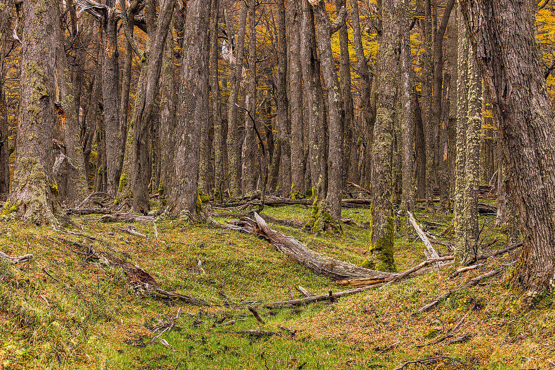 Idyllischer und naturbelassener Wald mit Südbuchen in herbstlichen Farben am Rio Canadon de los Toros bei El Chalten, Argentinien, Patagonien