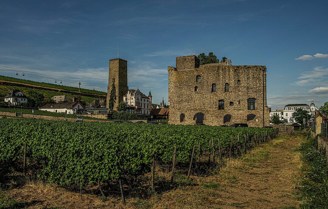 Blick über ein Weingut zur Boosenburg und zur Brömserburg (12. Jh.), Rüdesheim, Oberes Mittelrheintal, Hessen, Deutschland