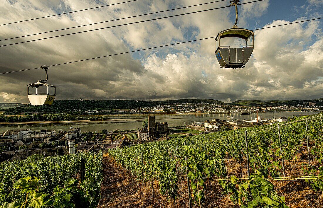 Cabins of the Rüdesheim cable car in the morning light, view over a vineyard to Boosenburg and the Asbach distillery, in the background the Rhine Valley near Bingen, Upper Middle Rhine Valley, Hesse and Rhineland-Palatinate, Germany