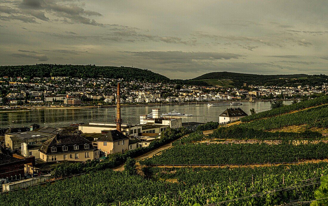 Blick von einem Rüdesheimer Weinberg auf die Weinbrennerei Asbach und Bingen am anderen Rheinufer, Oberes Mittelrheintal, Hessen und Rheinland-Pfalz, Deutschland