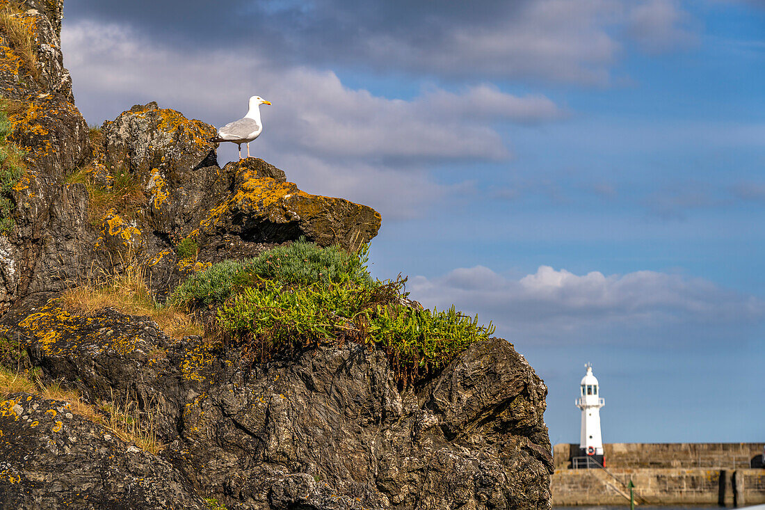 Seagull and the lighthouse Victoria Pier Head Lighthouse, Mevagissey, Cornwall, England, United Kingdom, Europe