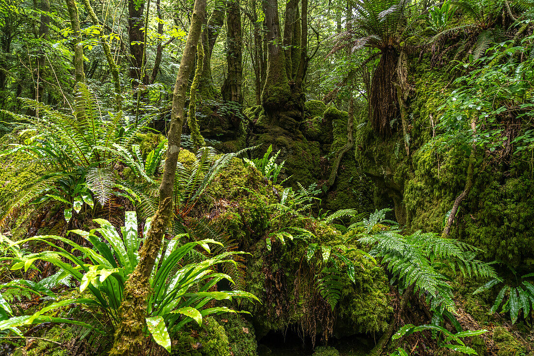 Waldgebiet Forest of Dean, Gloucestershire, England, Großbritannien, Europa  