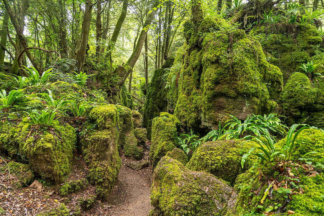 Waldgebiet Forest of Dean, Gloucestershire, England, Großbritannien, Europa  