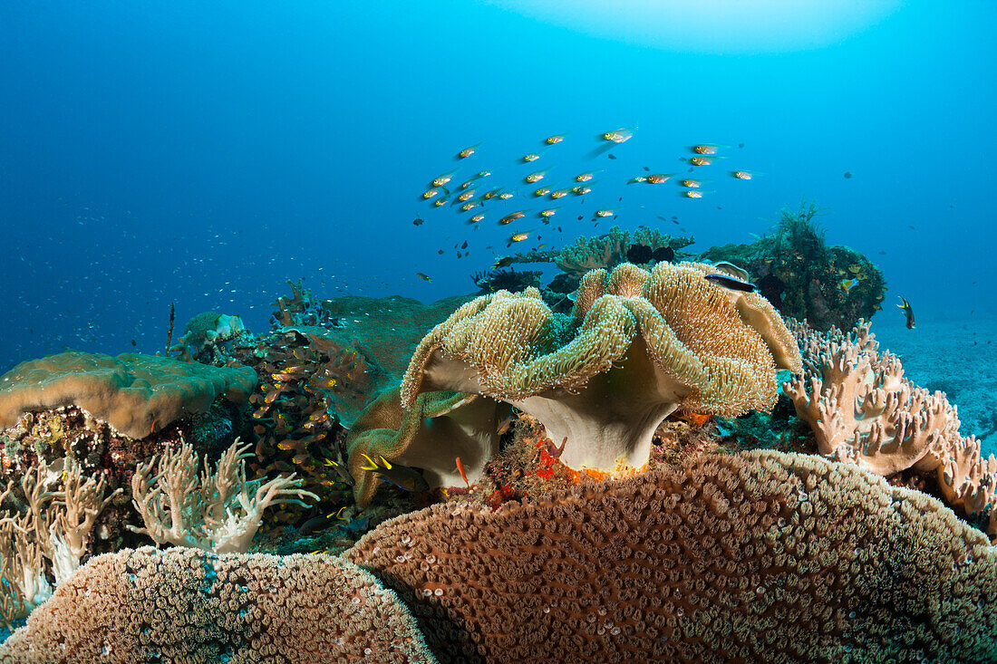 Artenreiches Korallenriff, Raja Ampat, West Papua, Indonesien