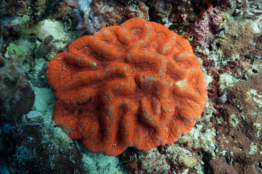 Fluorescent Fold Coral, Symphyllia sp., Raja Ampat, West Papua, Indonesia