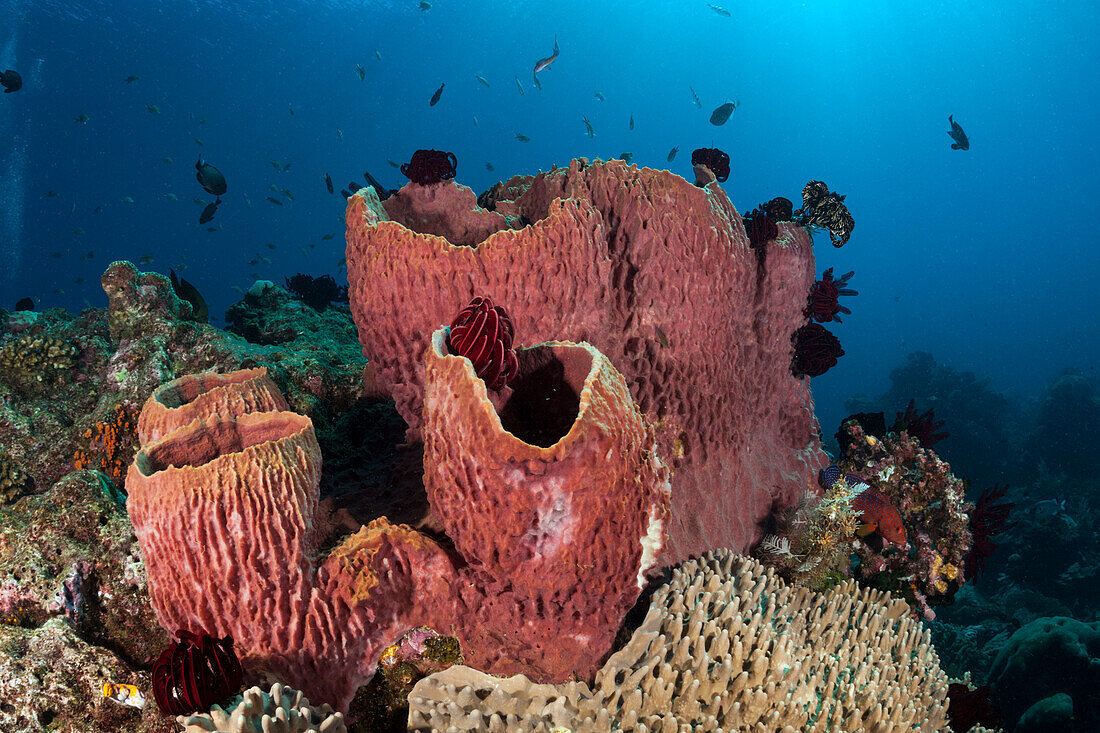 Tonnenschwamm am Riff, Xestospongia testudinaria, Raja Ampat, West Papua, Indonesien