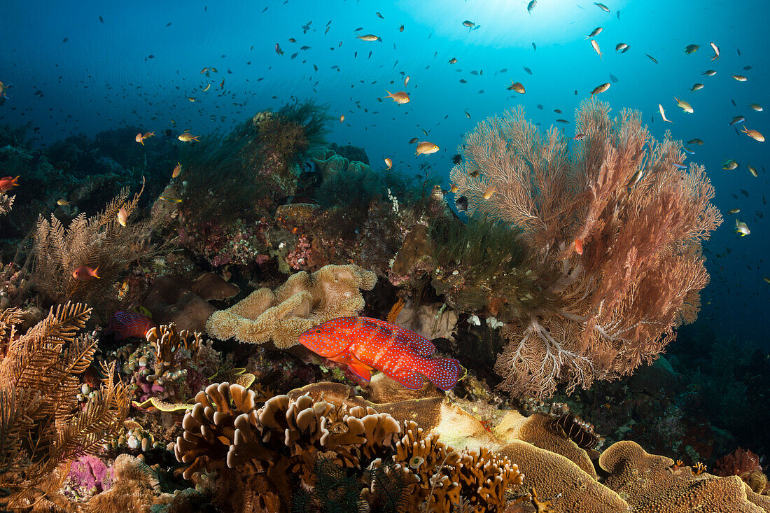 Buntes Korallenriff, Raja Ampat, West Papua, Indonesien